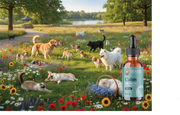 Calming Drops for Dogs: Do They Work & What Should You Look For?