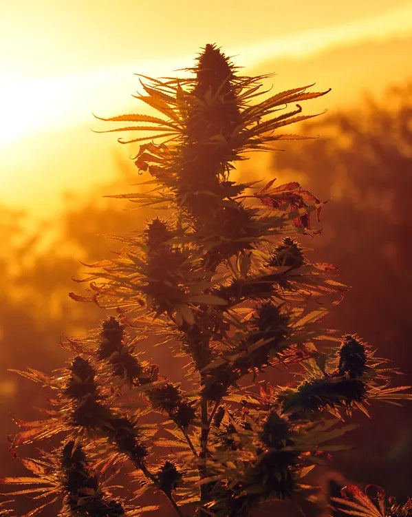 Healing Wellness — California grown, small-batch CBD